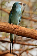 Abyssinian Roller