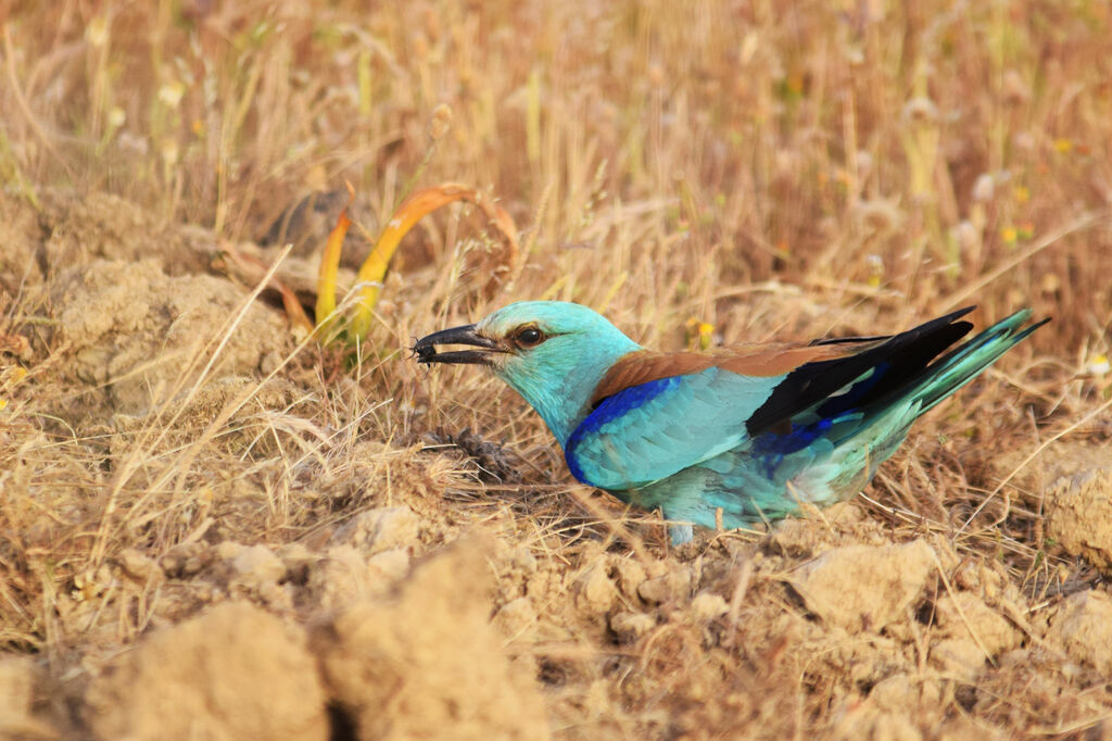 European Roller male adult breeding