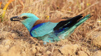 European Roller