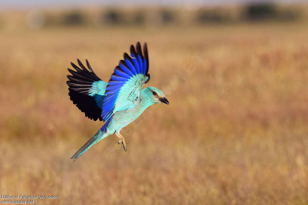 European Roller male adult breeding