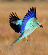 European Roller