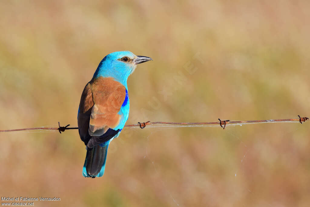 European Roller male adult breeding