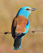 European Roller