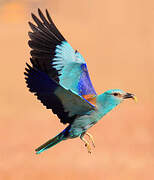 European Roller