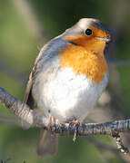 European Robin