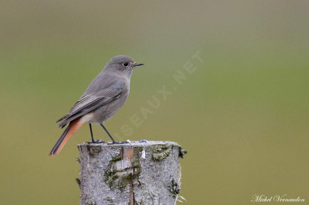 Black Redstart female adult