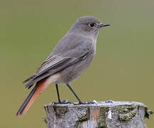 Black Redstart