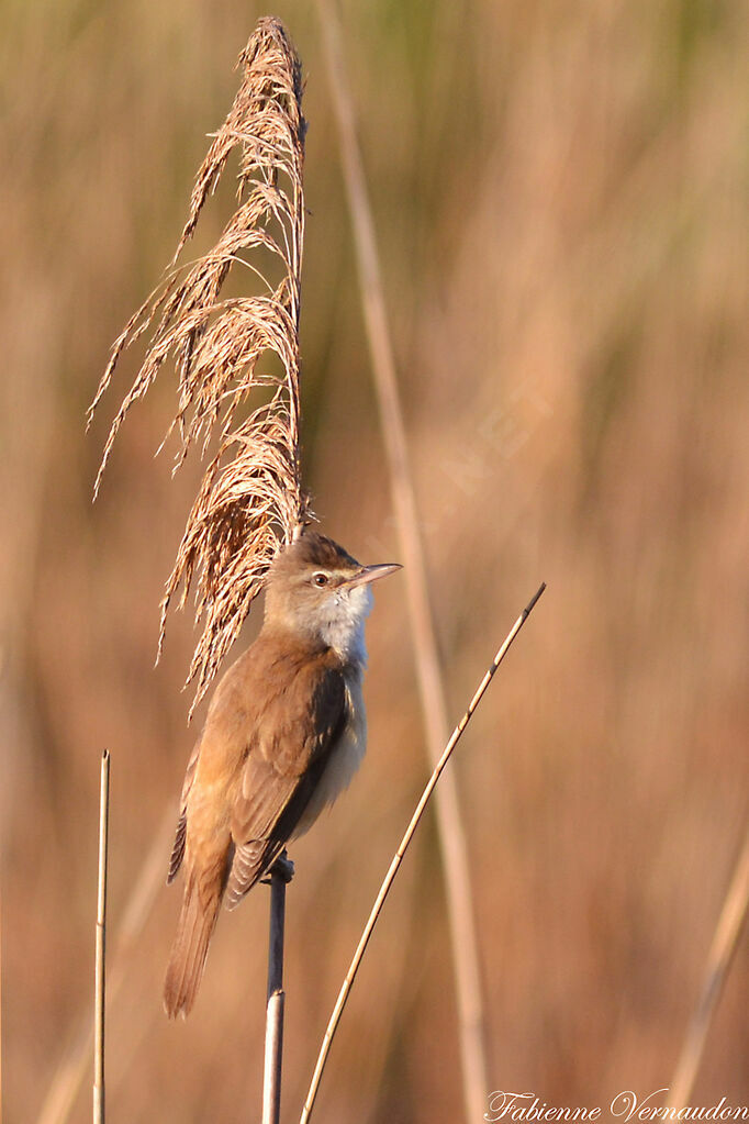 Great Reed Warbler