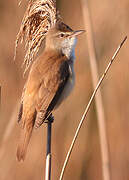 Great Reed Warbler