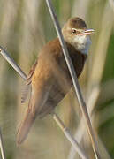 Great Reed Warbler