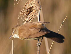 Great Reed Warbler