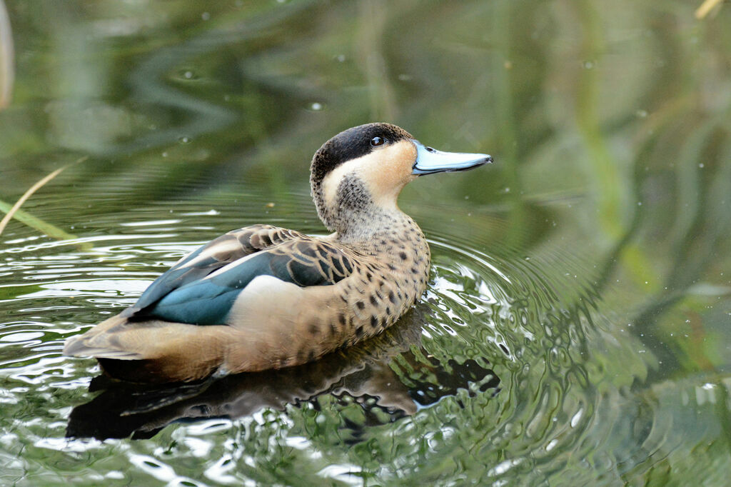 Blue-billed Teal