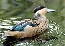 Blue-billed Teal