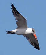 Caspian Tern