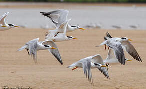 Lesser Crested Tern