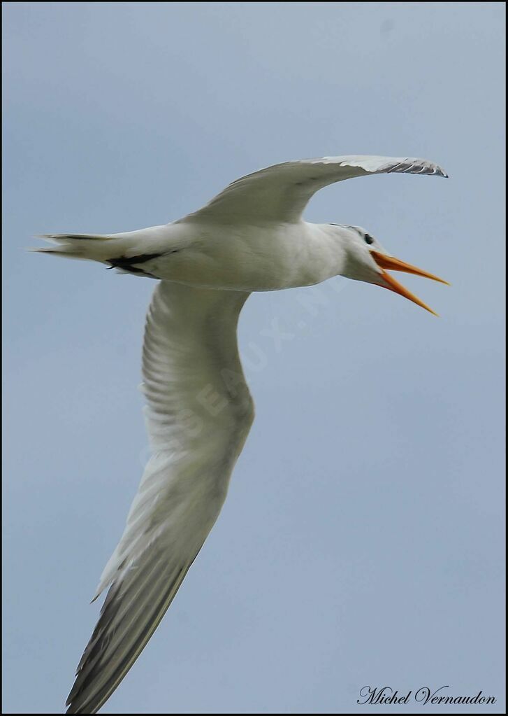 Lesser Crested Tern, Flight