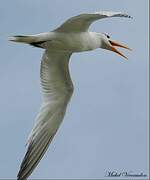 Lesser Crested Tern