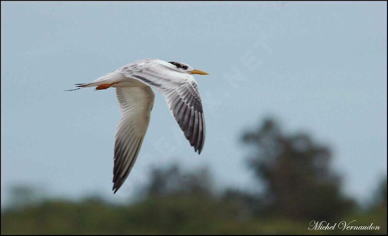 Lesser Crested Tern, Flight
