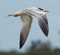 Lesser Crested Tern