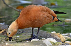 Ruddy Shelduck