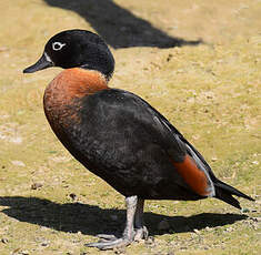 Tadorne d'Australie