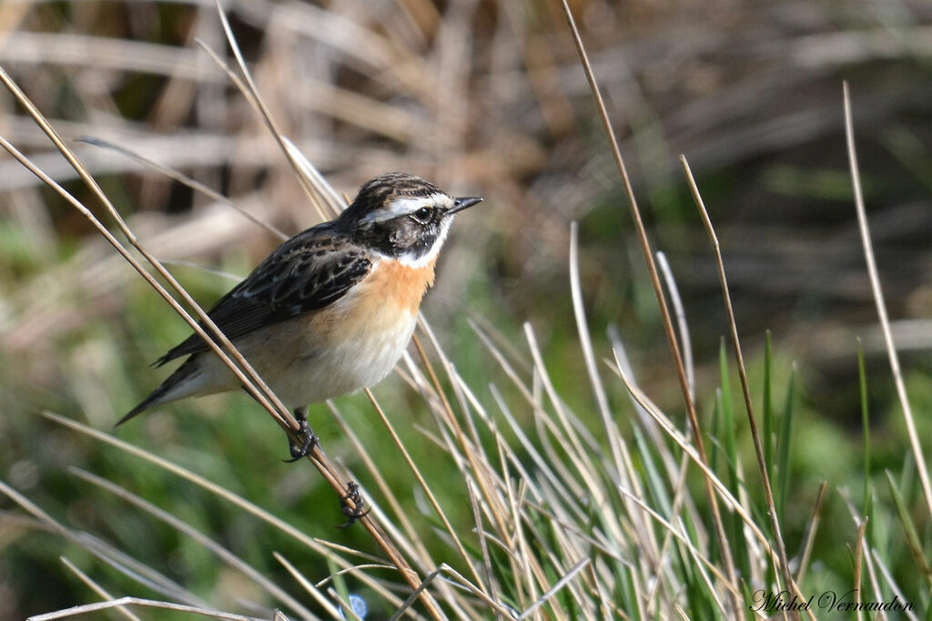 Whinchat male adult