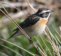 Whinchat