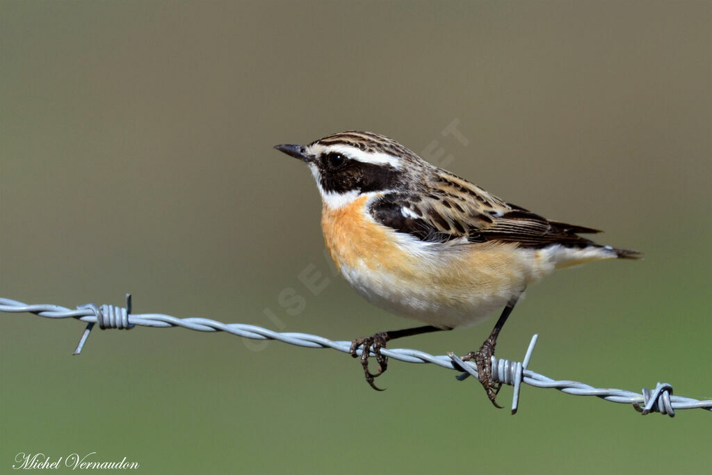 Whinchat male adult