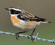 Whinchat