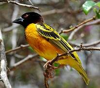 Village Weaver