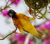 Village Weaver