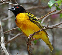 Village Weaver