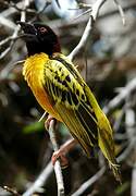 Village Weaver