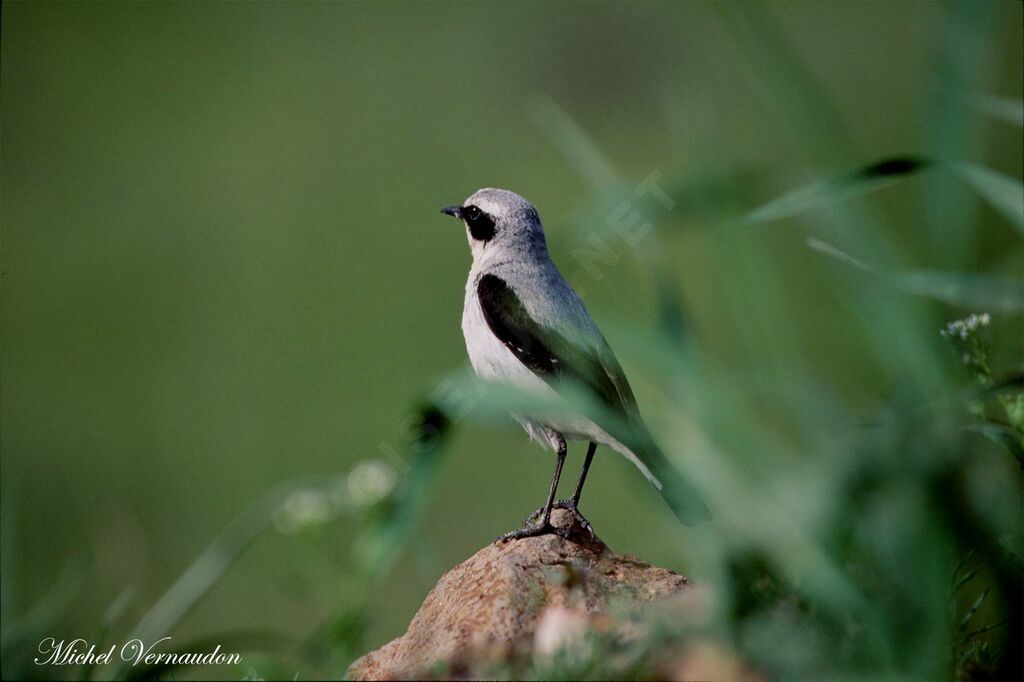 Northern Wheatear male adult