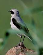 Northern Wheatear