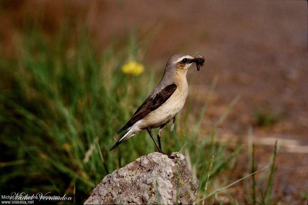 Northern Wheatear female adult, feeding habits