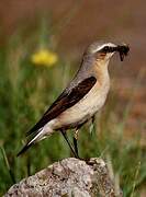 Northern Wheatear