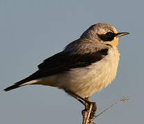 Northern Wheatear