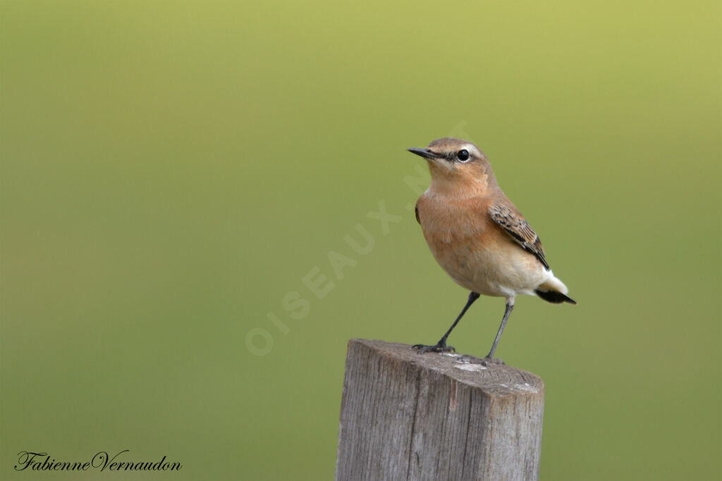 Northern Wheatearjuvenile