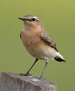 Northern Wheatear