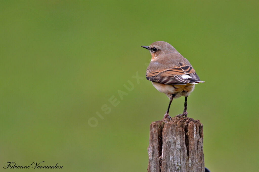 Northern Wheatearjuvenile