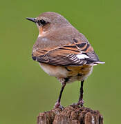 Northern Wheatear