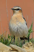 Northern Wheatear