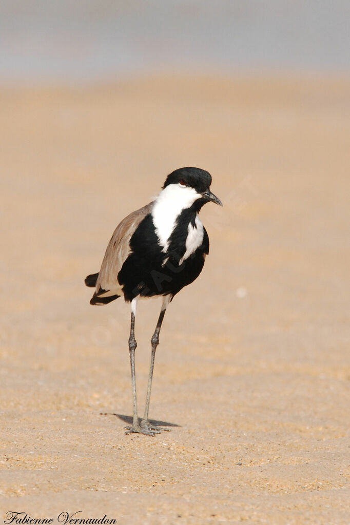 Spur-winged Lapwing