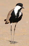 Spur-winged Lapwing