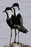 Spur-winged Lapwing