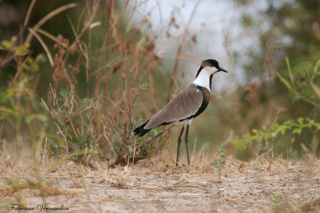 Spur-winged Lapwing