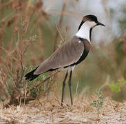 Spur-winged Lapwing