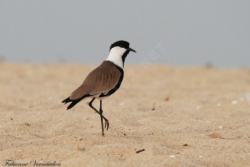 Spur-winged Lapwing