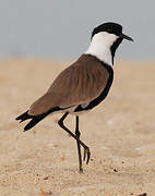 Spur-winged Lapwing